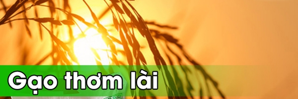 gạo thơm lài